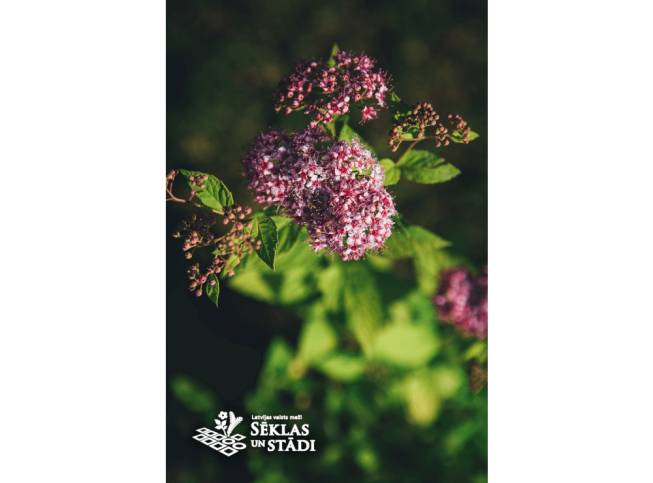 Spiraea japonica   GOLDEN PRINCESS = 'Lisp'